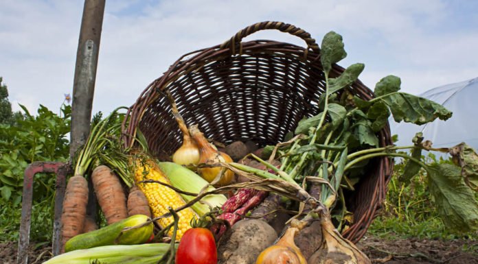 Organik Beslenme: Sağlık İçin Gerekli Mi? organik beslenme