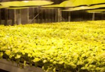 British American Tobacco (BAT) Covid-19 Aşısında Klinik Deneylere Geçmeye Hazır bat-covid-19-asisinda-klinik-deneyler1