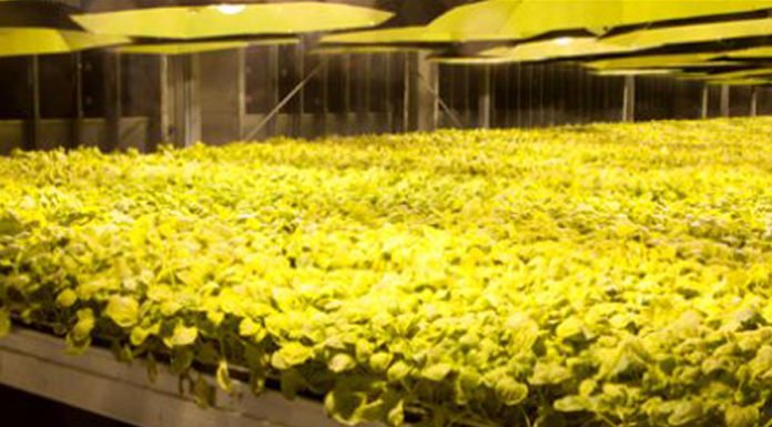 British American Tobacco (BAT) Covid-19 Aşısında Klinik Deneylere Geçmeye Hazır bat-covid-19-asisinda-klinik-deneyler1