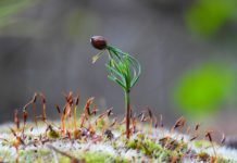 ‘Her İnsan Doğaya 210 Ağaç Borçlu’ OGM_5_haziran_dunya_cevre_gunu__2_