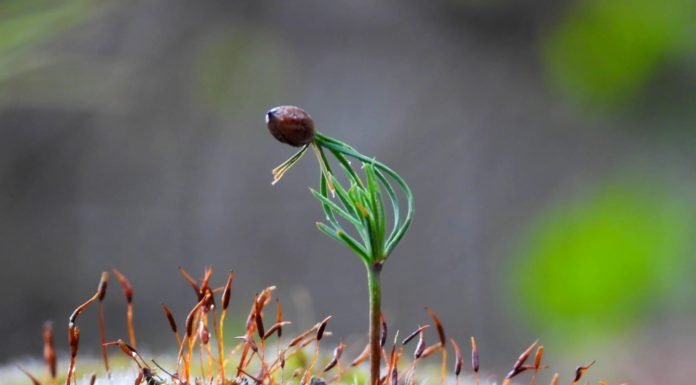 ‘Her İnsan Doğaya 210 Ağaç Borçlu’ OGM_5_haziran_dunya_cevre_gunu__2_