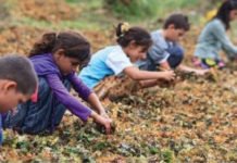 Türkiye’de Çocuk İşçiliği ile Mücadelenin 20 Yılı Türkiye’de cocuk İsciligi ile Mucadelenin 20 Yılı