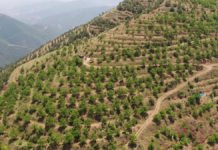 Köyler Gelir Getirici Ağaç Modeliyle Kalkınıyor Koyler Gelir Getirici Agac Modeliyle Kalkiniyor