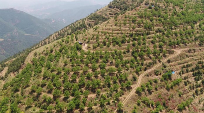 Köyler Gelir Getirici Ağaç Modeliyle Kalkınıyor Koyler Gelir Getirici Agac Modeliyle Kalkiniyor