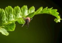 Park ve Bahçelerde Kenelere Dikkat! park_ve_bahcelerde_kenelere_dikkat_29046