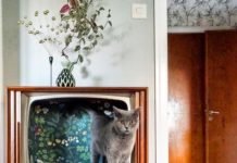 Eski Televizyonlar Kedi Yatağı Oldu Eski Televizyonlar Kedi Yatagi Oldu1