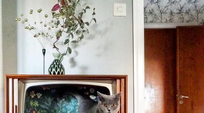 Eski Televizyonlar Kedi Yatağı Oldu Eski Televizyonlar Kedi Yatagi Oldu1