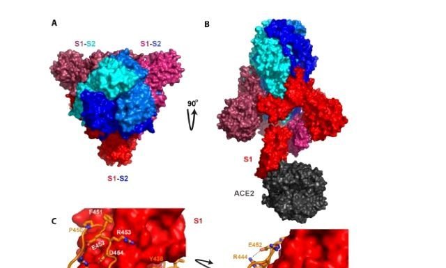 “Koronavirüs İnsan Yapımı” Diyen Çinli Virolog Beklenen Raporu Yayınlayarak İddiasını Kanıtladı koronavirus-insan-yapimi-diyen-cinli-virolog
