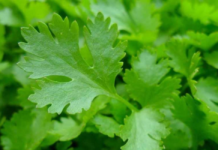 Leziz Yemeklerin Vazgeçilmez Malzemesi: Maydanozun 15 Faydası