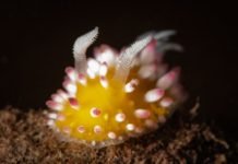 Uzaylı Olması Kuvvetle Muhtemel 15 Deniz Yaratığı Uzayli Olmasi Kuvvetle Muhtemel 15 Deniz Yaratigi