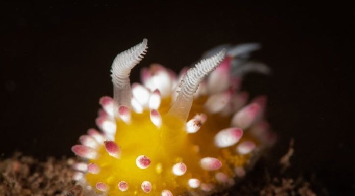 Uzaylı Olması Kuvvetle Muhtemel 15 Deniz Yaratığı Uzayli Olmasi Kuvvetle Muhtemel 15 Deniz Yaratigi