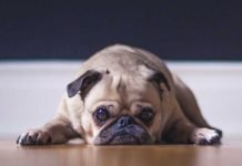 Evcil Hayvanlarda Depresyona Neden Olan Durumlar