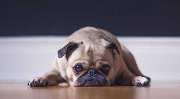 Evcil Hayvanlarda Depresyona Neden Olan Durumlar