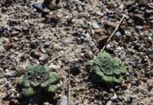 Salda Gölü’ne Özgü İki Sığırkuyruğu Türü Bitkisi Koruma Altında