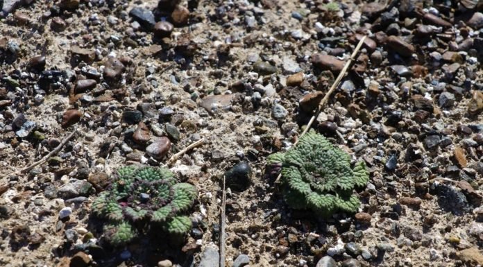 Salda Gölü’ne Özgü İki Sığırkuyruğu Türü Bitkisi Koruma Altında