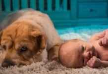 İlk tanışma: Kedi ve Köpeğinizi Yeni Doğan Bebeğinizle Tanıştırmak için Öneriler İlk tanisma Kedi ve kopeginizi yeni dogan bebeginizle tanistirmak icin oneriler