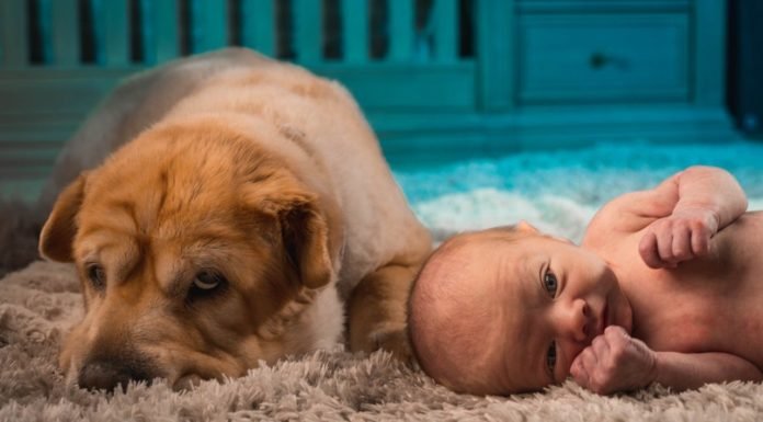 İlk tanışma: Kedi ve Köpeğinizi Yeni Doğan Bebeğinizle Tanıştırmak için Öneriler İlk tanisma Kedi ve kopeginizi yeni dogan bebeginizle tanistirmak icin oneriler