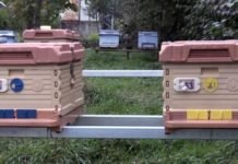 Akıllı Kovan’la Hırsızlık Ve Ayı Saldırıları Önlenebilecek