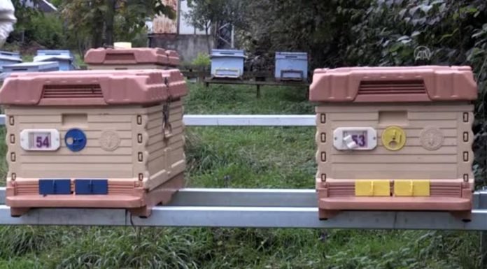 Akıllı Kovan’la Hırsızlık Ve Ayı Saldırıları Önlenebilecek