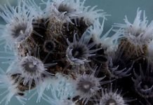 Atlas Okyanusu’nun Derinliklerinde 12 Yeni Tür Keşfedildi