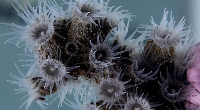 Atlas Okyanusu’nun Derinliklerinde 12 Yeni Tür Keşfedildi