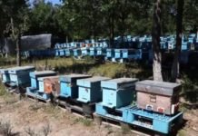 Türk Bilim İnsanları Arıların Gen Haritasını Çıkaracak