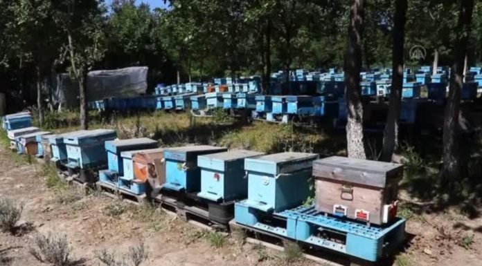 Türk Bilim İnsanları Arıların Gen Haritasını Çıkaracak