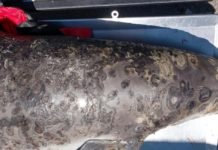 Yunusları İklim Değişikliğine Bağlı Olarak Etkileyen Ölümcül Deri Hastalığı