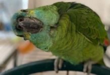 Cips Kokusunu 6 Kilometre Öteden Alan Obez Papağan Bud Tekrar Uçtu Cips Kokusunu 6 Kilometre Öteden Alan Obez Papağan Bud Tekrar Uçtu