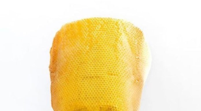 Slovak Sanatçı 60 Bin Bal Arısıyla Nefertiti Büstü Yaptı Slovak Sanatçı 60 Bin Bal Arısıyla Nefertiti Büstü Yaptı