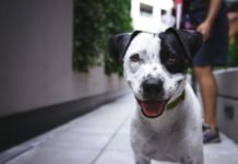 Suçluların Yeni Hedefi Köpek Sahipleri Suçluların Yeni Hedefi Köpek Sahipleri