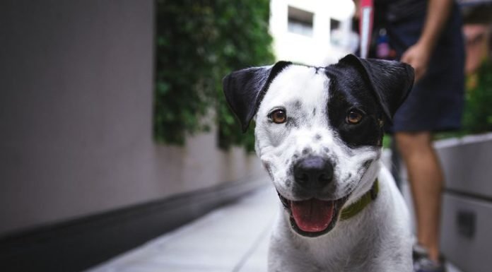 Suçluların Yeni Hedefi Köpek Sahipleri Suçluların Yeni Hedefi Köpek Sahipleri