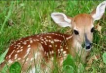 VURMA BENİ AVCI AMCA ! Vurma Beni Avcı Amca !