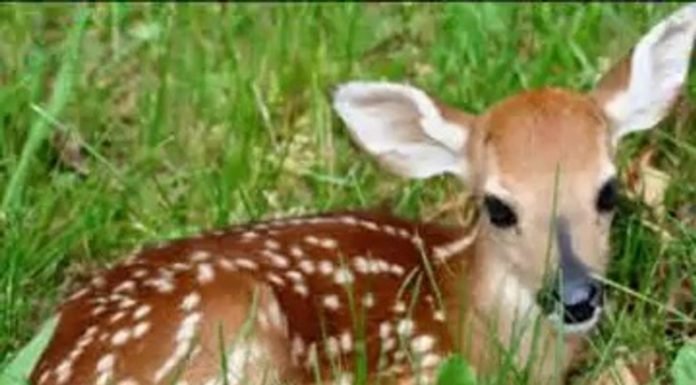 VURMA BENİ AVCI AMCA ! Vurma Beni Avcı Amca !