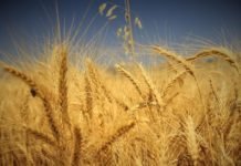 Buğday Fiyatları 6 Yılın Zirvesine Çıktı buğday