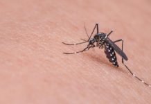 Japon Araştırmacılar Sivrisineğin Koklama Duyusuyla Kanser Dedektörü Geliştirdi