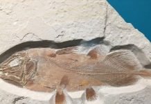 İngiltere’de 66 Milyon Yıllık Balık Fosili Bulundu