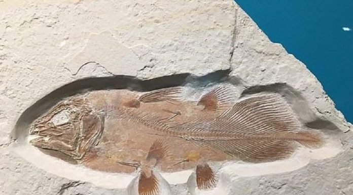 İngiltere’de 66 Milyon Yıllık Balık Fosili Bulundu