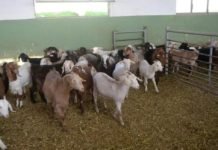 Keçi Sütünde Kovid-19’a Karşı Etkili Protein Keşfedildi