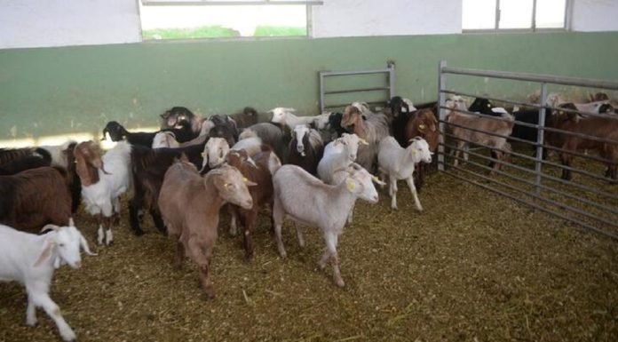 Keçi Sütünde Kovid-19’a Karşı Etkili Protein Keşfedildi