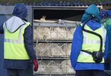 Rus Bilim İnsanları Kuş Gribinin İlk Kez İnsana Bulaşan Türünü Tespit