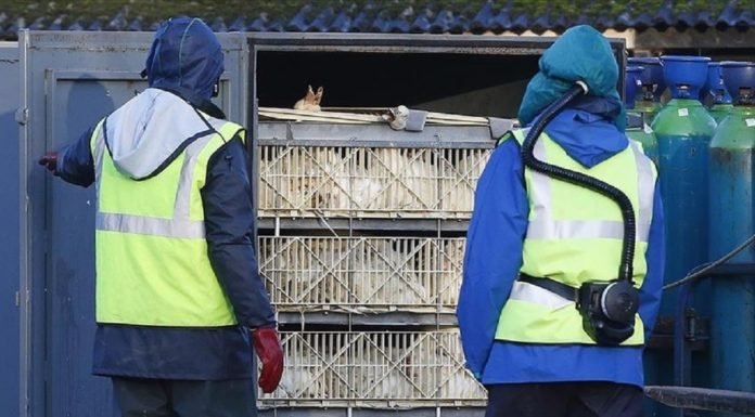 Rus Bilim İnsanları Kuş Gribinin İlk Kez İnsana Bulaşan Türünü Tespit