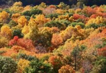 İstanbul Okan Üniversitesi’nden Kadınlar Günü’ne Özel Hatıra Ormanı okan universitesi hatira ormani
